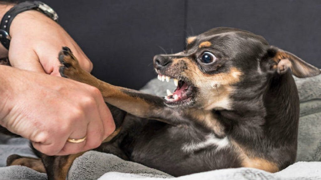 5 formas para entrenar a tu perro para que sea más amigable con los humanos 3 Vida.es perro agresivo
