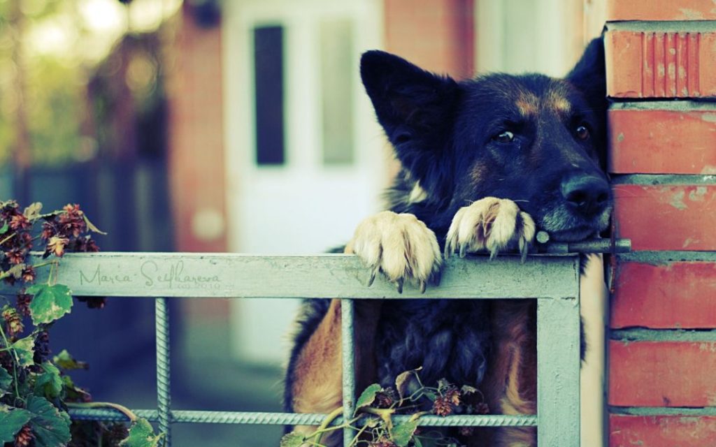 Perros territoriales: como integrarlos a una familia 2 Vida.es perro