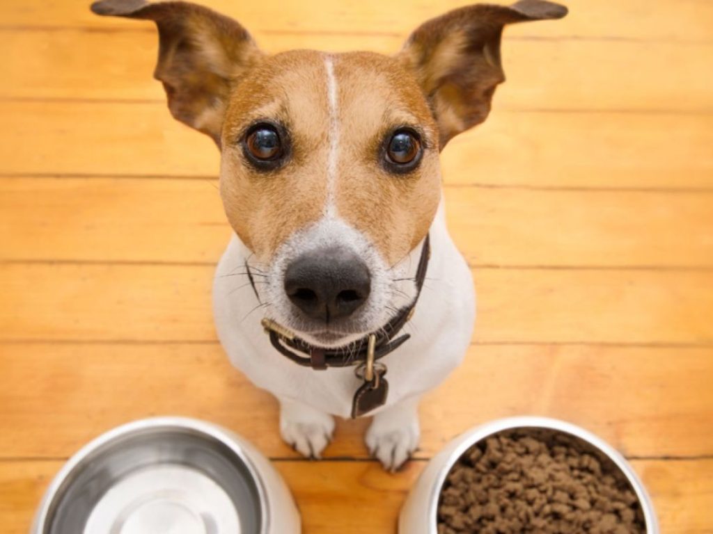 Alimentos que pueden causar graves problemas de salud en tu perro 3 Vida.es perro