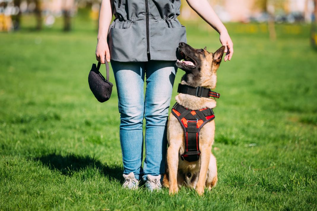 Perros territoriales: como integrarlos a una familia 3 Vida.es perro adiestrado
