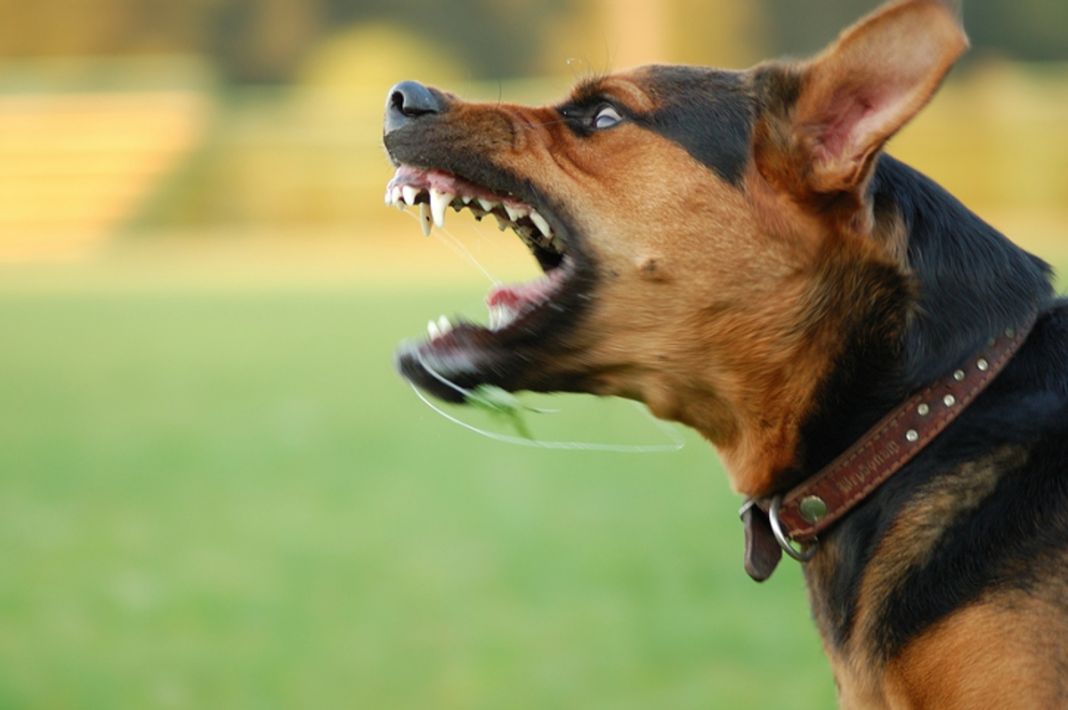5 formas para entrenar a tu perro para que sea más amigable con los humanos 1 Vida.es perro
