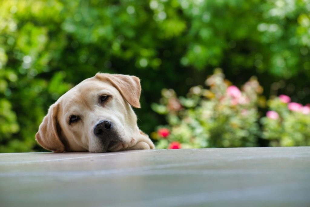 Aumento de los costes de la comida para perros y gatos