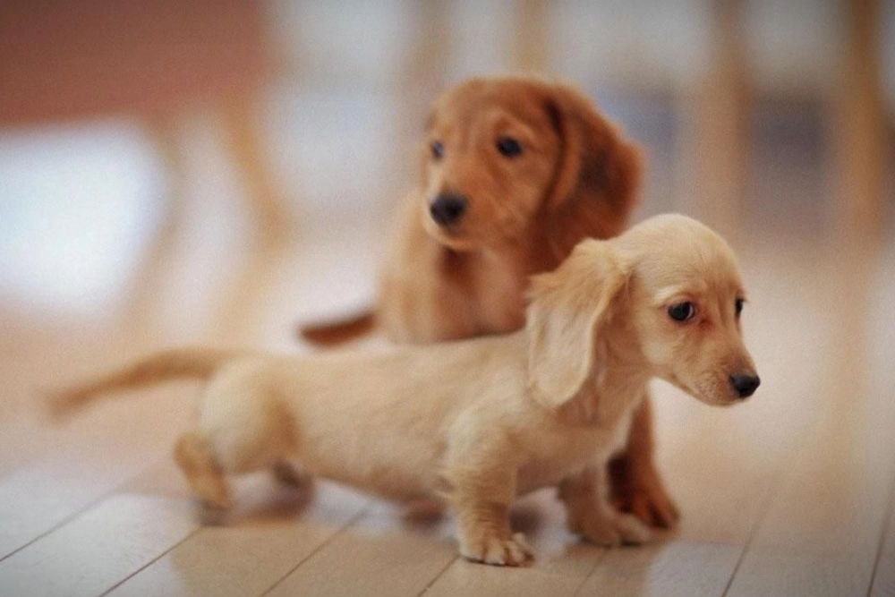 Los precios de alimentos para mascotas suben