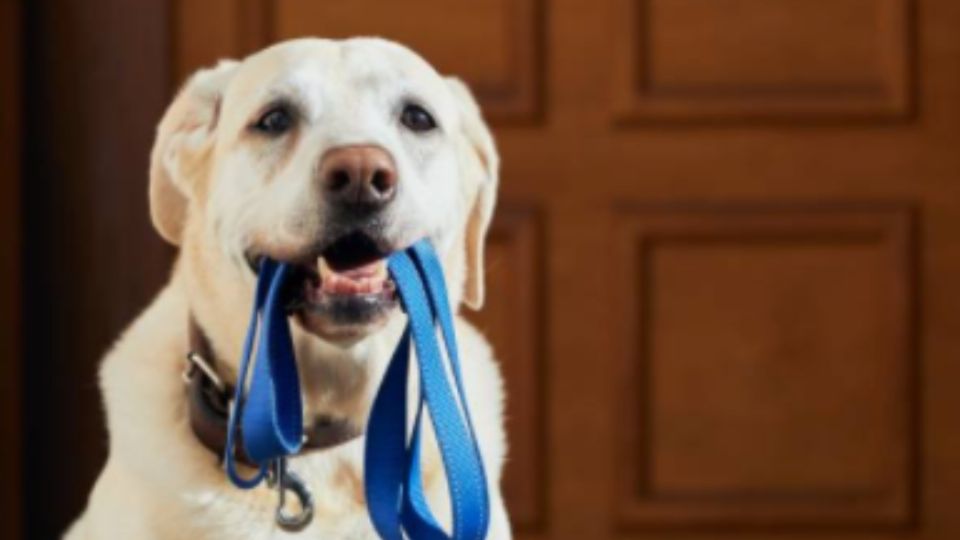 Estas son las causas del aumento de precio en la comida para perros y gatos