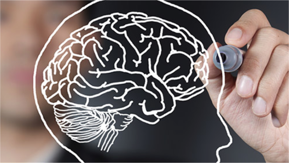 El efecto de la edad y los cambios a lo largo de la vida en el cerebro y el comportamiento