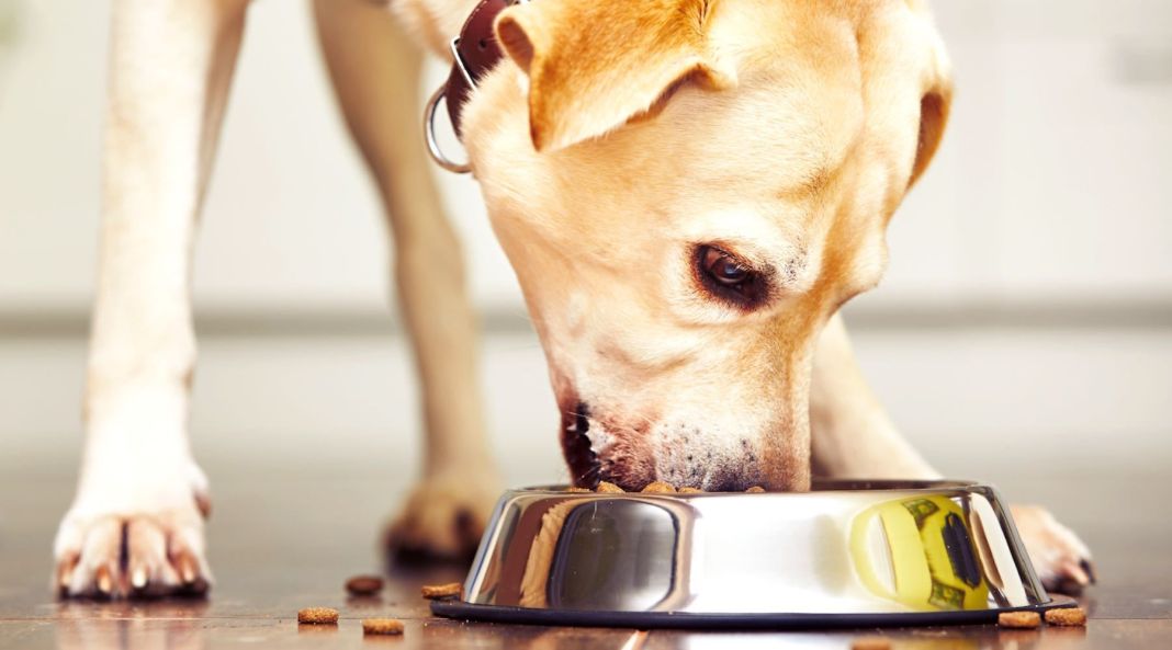 perro dieta