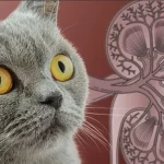 La prevención y tratamiento de enfermedades renales en gatos