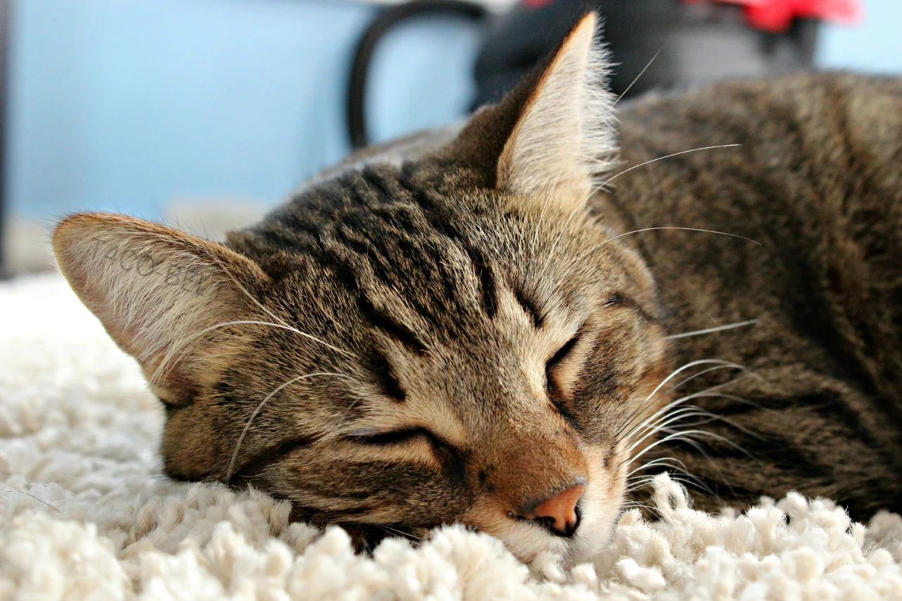 Entrenando a tu gato para respetar tus límites