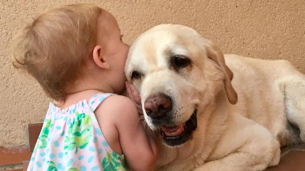 Cómo preparar a tu perro para la llegada de un bebé 3 Vida.es Zona de aseo