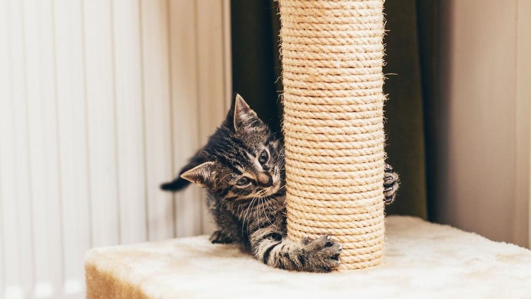 Cómo abordar el comportamiento de arañar en gatos 3 Vida.es gatos