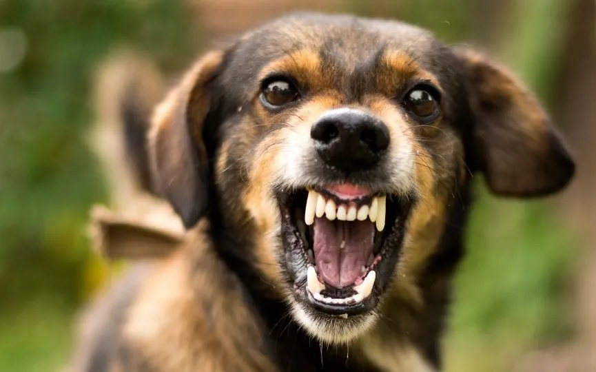 Causas del comportamiento violento en los perros