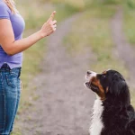 Así puedes evitar que tu perro sea violento
