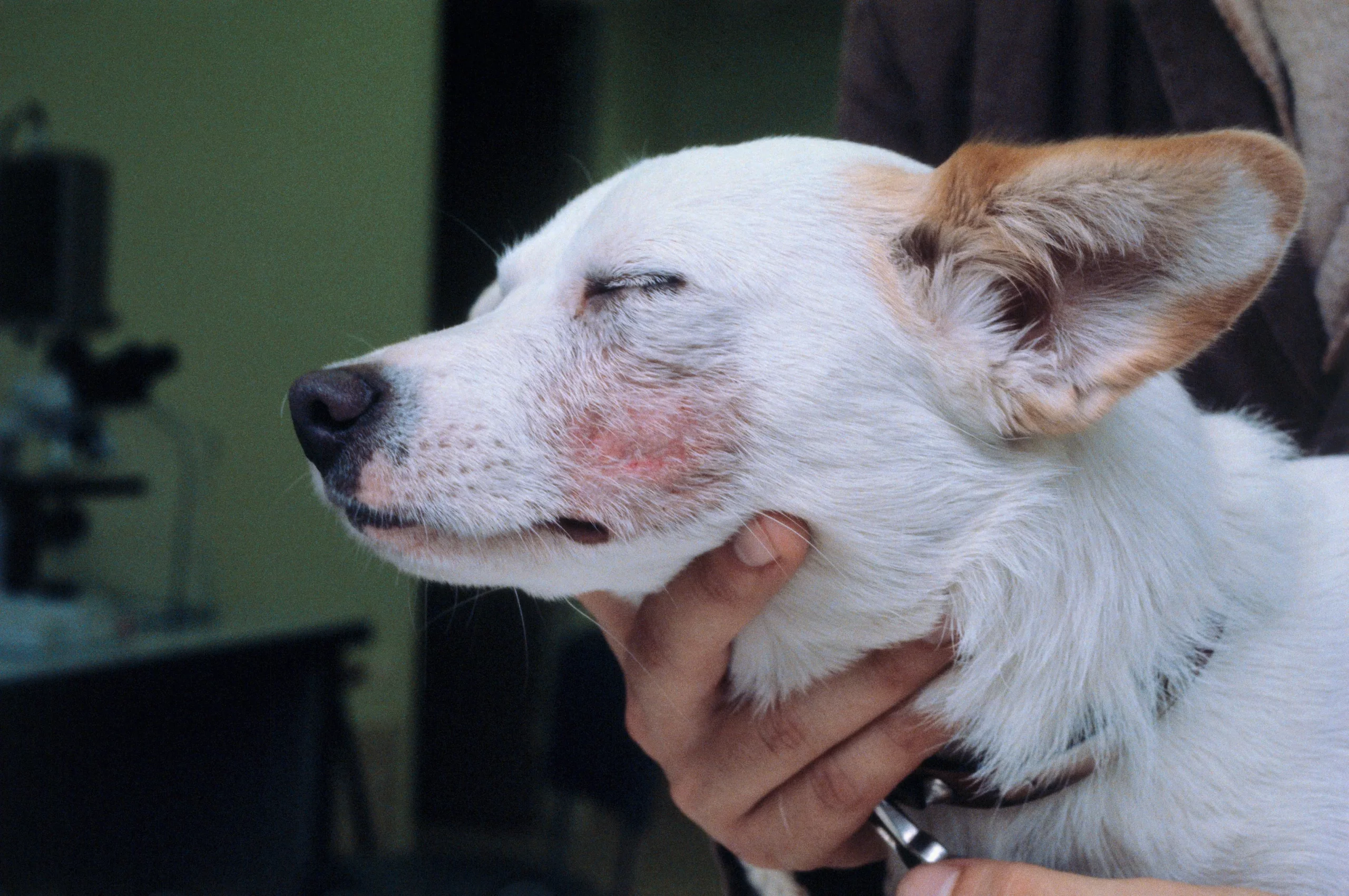 Qué es la Sarna en Perros