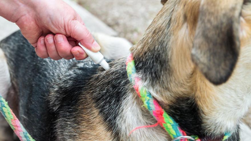 La lucha contra la sarna en perros y gatos: cómo prevenirla 1 Vida.es ¿Qué es la sarna en perros y gatos?