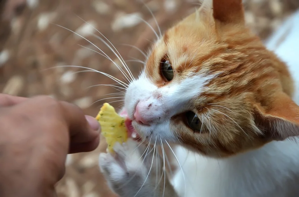 Síntomas de la gingivitis en gatos