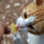 Alimentos comunes que estás dando a tu gato y que están dañando su salud