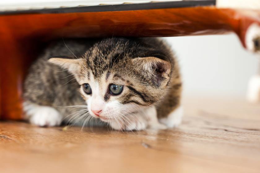 Alimentos comunes que estás dando a tu gato y que están dañando su salud 3 Vida.es Uvas y pasas