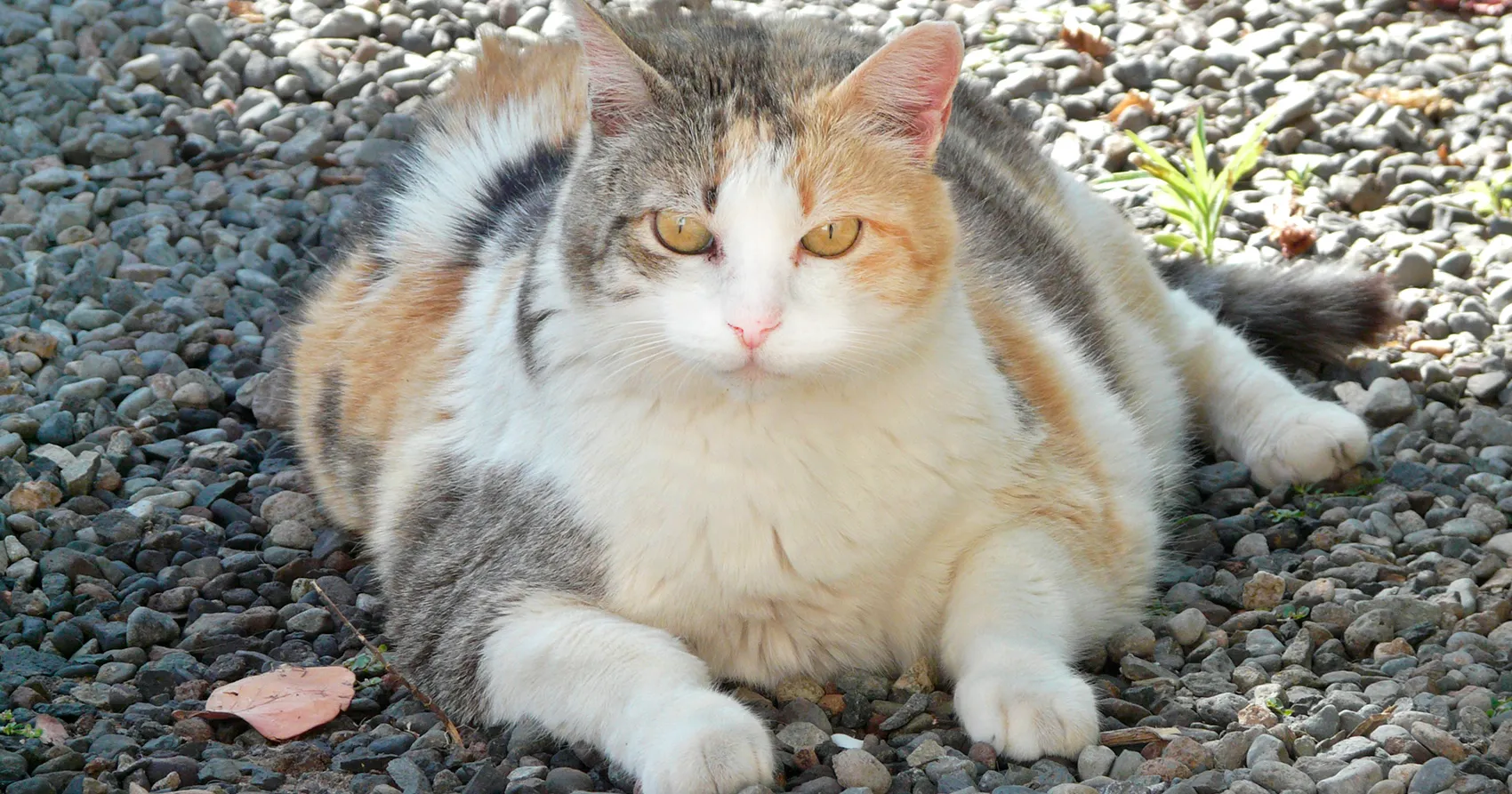Ofrecer alimentos para gatos de calidad para prevenir la obesidad