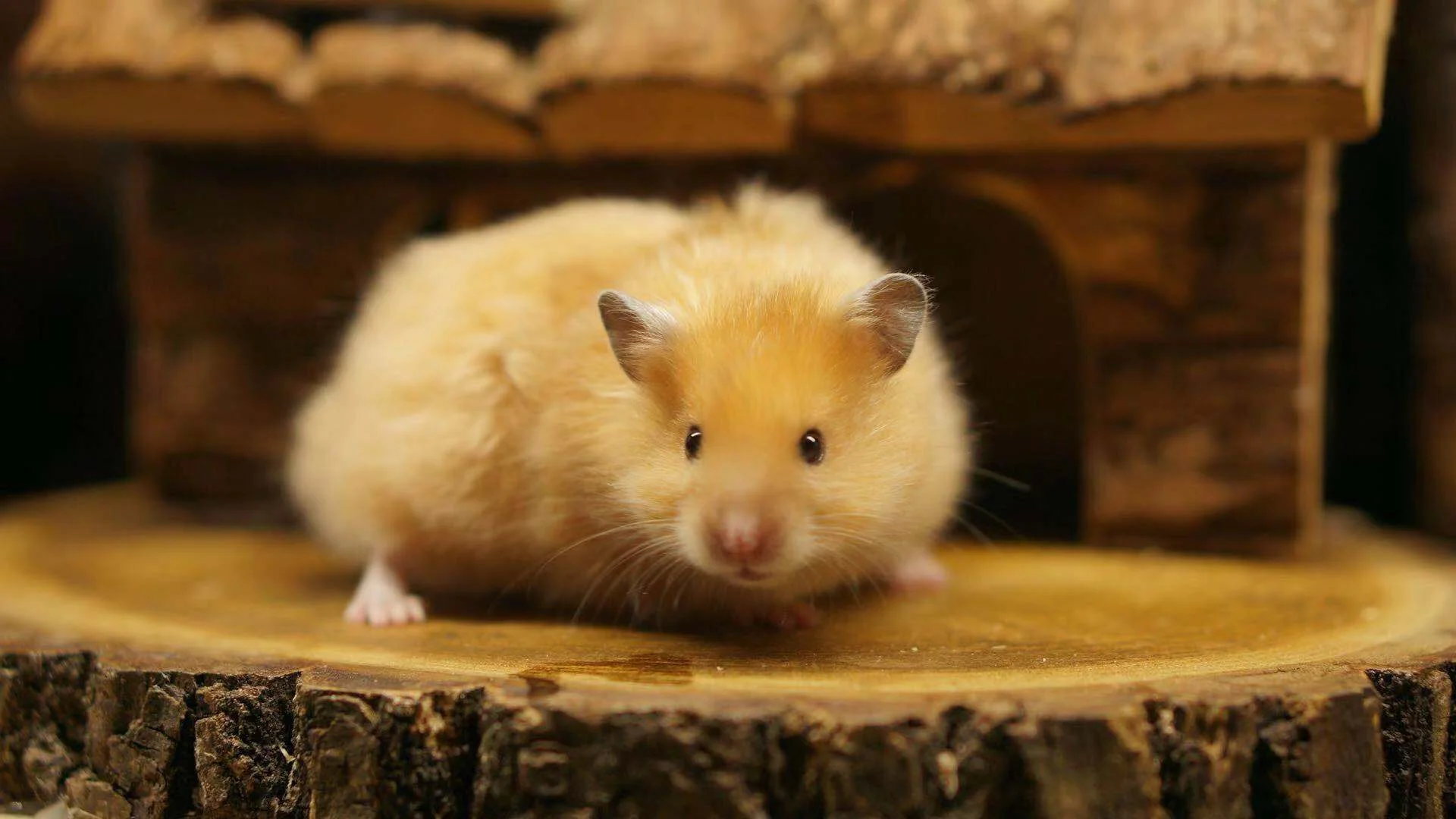 Cómo tratar la conjuntivitis en hamsters