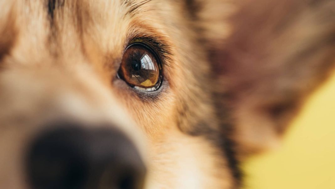Eccema canino: como evitar esta enfermedad en 5 simples pasos 1 Vida.es Limpiando con productos hipoalergénicos