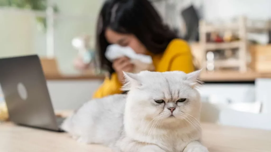 ¿Qué desencadena la alergia a los gatos? 