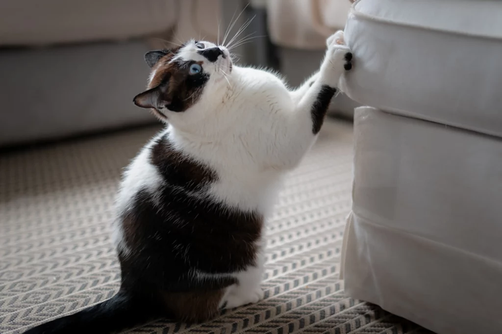 ¿Por qué el gato araña los muebles?