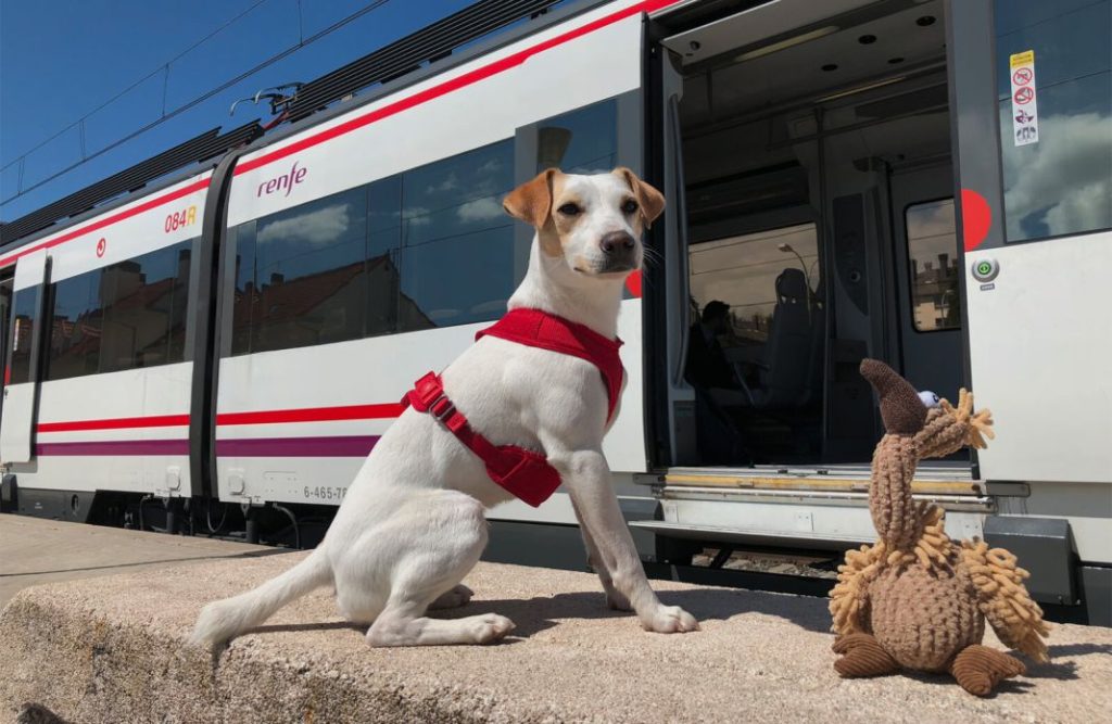 Cómo viajar con un perro en el tren 1 Vida.es Mascotas en el AVE (incluido Renfe-SNCF)