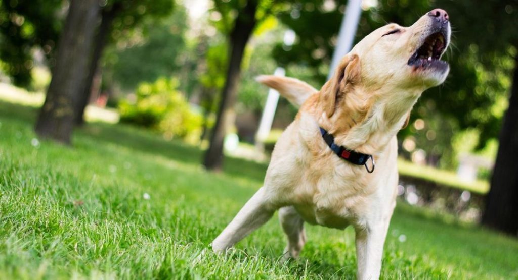 Estas son las razas de perros más escandalosas del mundo 1 Vida.es Estas son las razas de perros mas escandalosas del mundo 1 Vida.es