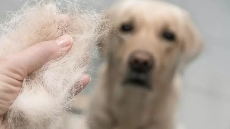 Caída natural del cabello en amigos de cuatro patas 