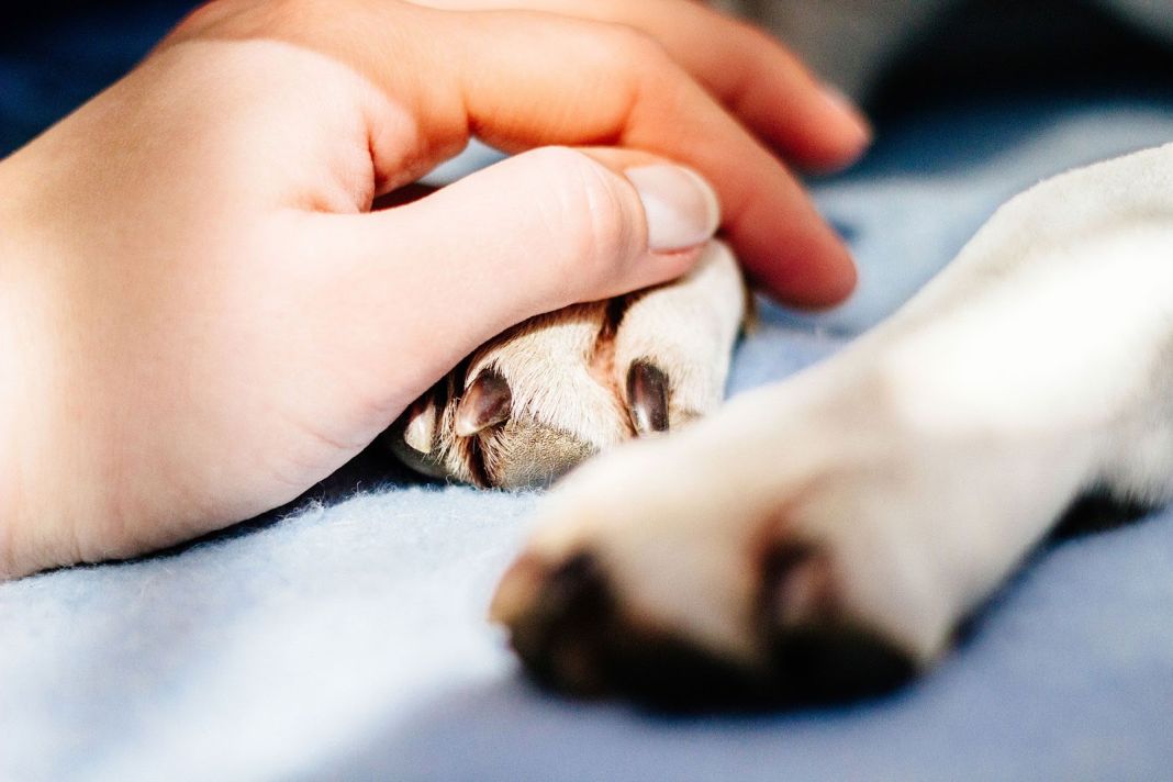Parvovirus canino: 5 formas de prevenirlo en tu mascota 2 Vida.es ¿Cuáles son los pasos para prevenir el parvovirus canino?