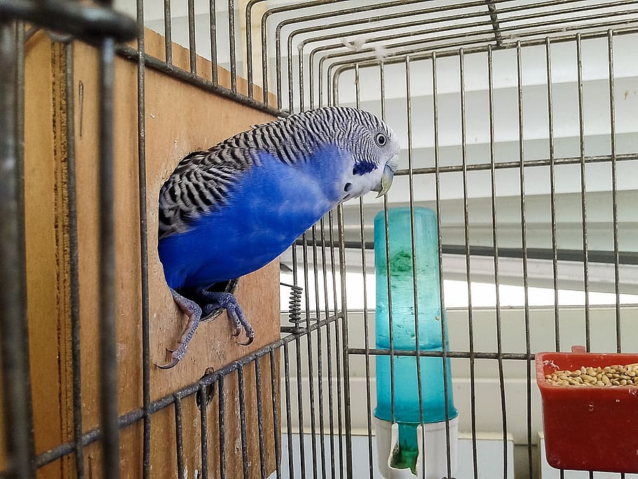 Psitacosis en aves: cómo prevenirla 5 Vida.es ¿Cómo se puede prevenir la psitacosis en los humanos?