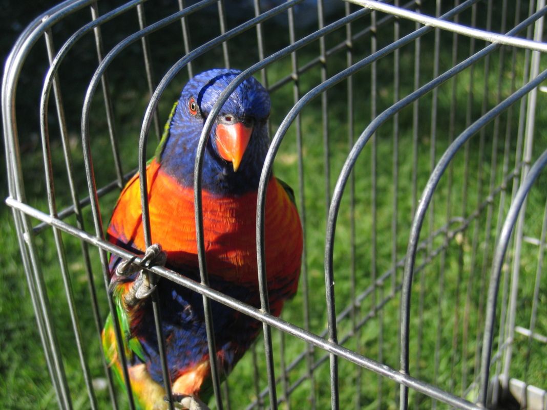 Psitacosis en aves: cómo prevenirla 3 Vida.es ¿Qué síntomas deben buscar los propietarios de aves?