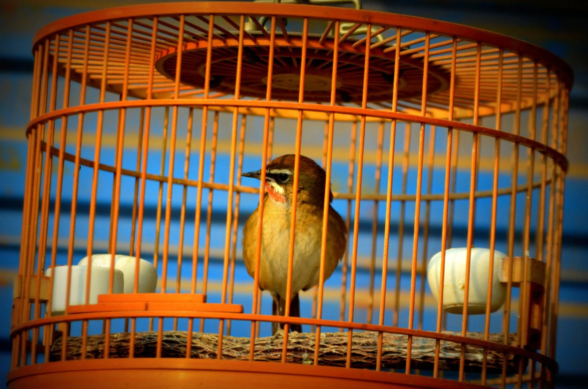 ¿Cuáles son las complicaciones de la Aspergilosis en aves?