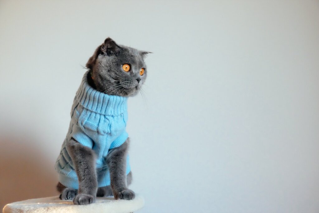 Vestir a los gatos: esto opinan los expertos 1 Vida.es No, los gatos no deben usar ropa