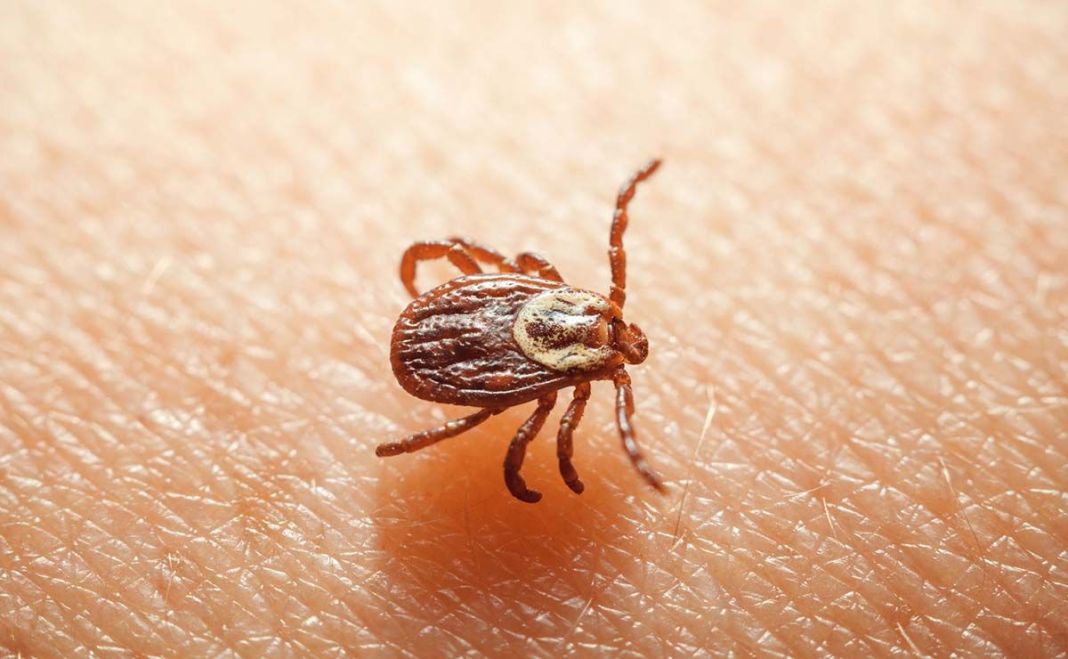 Enfermedad de Lyme: 10 consejos para evitar las mordeduras de garrapatas 1 Vida.es Qué es la enfermedad de Lyme