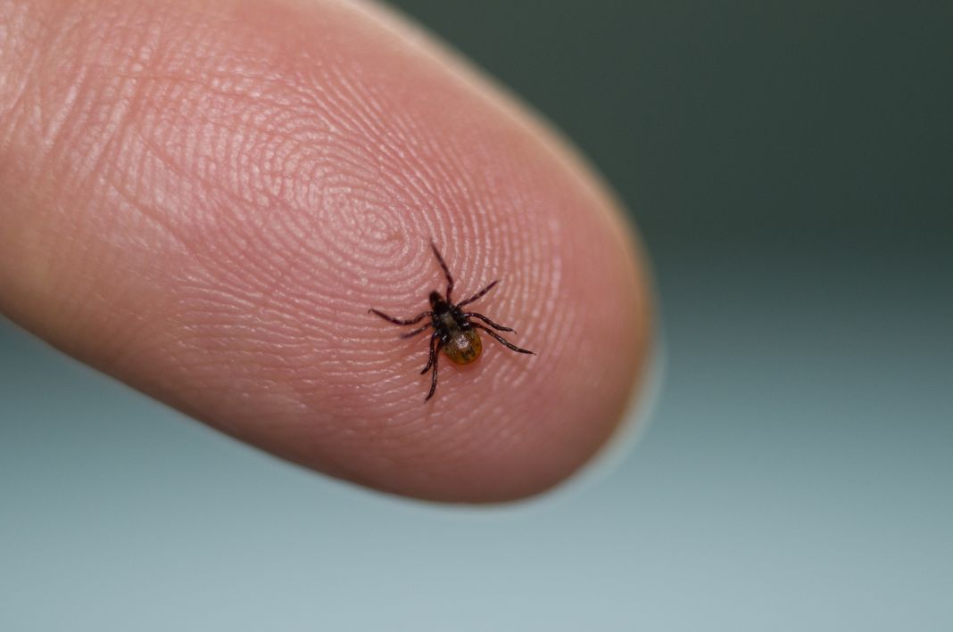 Enfermedad de Lyme: 10 consejos para evitar las mordeduras de garrapatas 3 Vida.es Cómo tratar la enfermedad de Lyme
