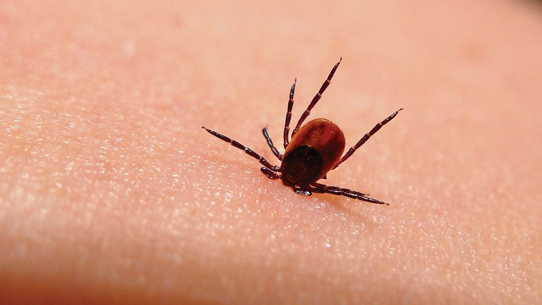 Enfermedad de Lyme: 10 consejos para evitar las mordeduras de garrapatas 4 Vida.es Cómo se puede prevenir la recurrencia de la enfermedad de Lyme
