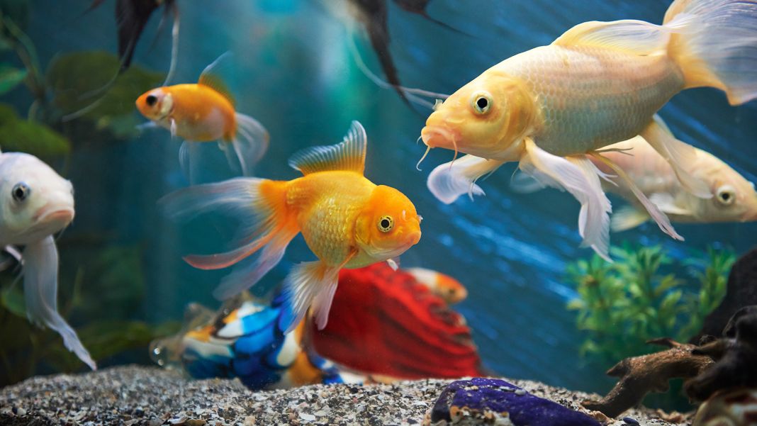 Limpieza de pecera: el error que debes evitar al lavarla 4 Vida.es Cómo evitar que los peces enfermen