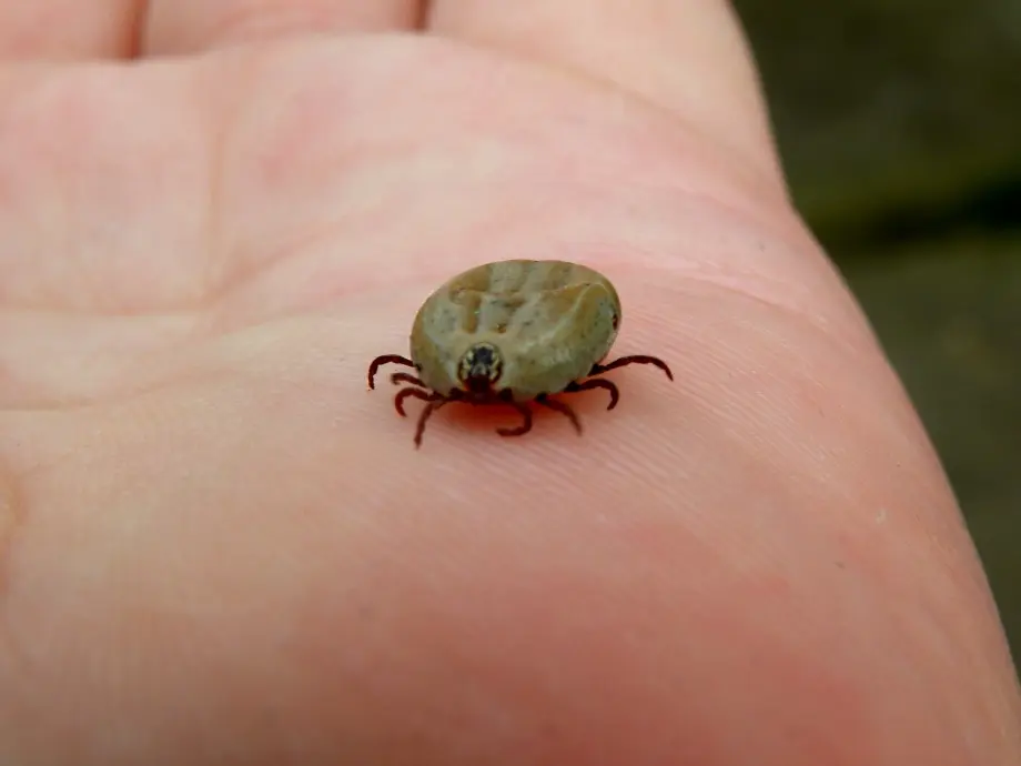 ¿Qué es la enfermedad de Lyme?