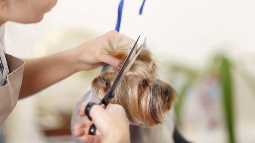 Consejos que debes conocer antes de cortar el pelo a tu perro 1 Vida.es El pelaje del perro: desde la capa interna hasta la capa superior