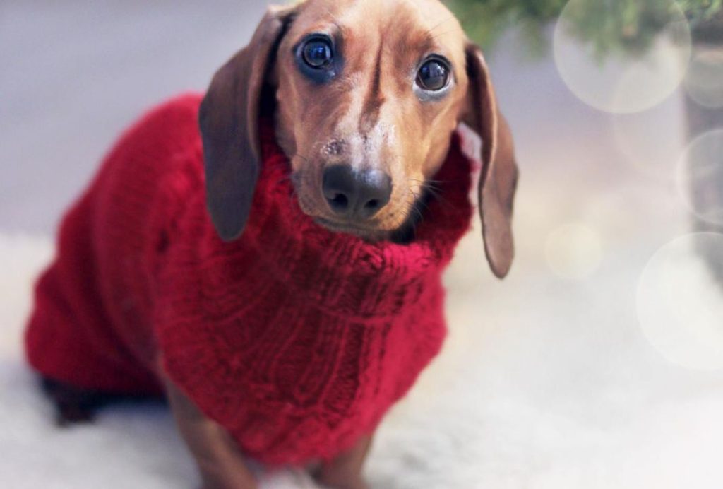 ¿Cuándo el frío es demasiado frío para los perros?