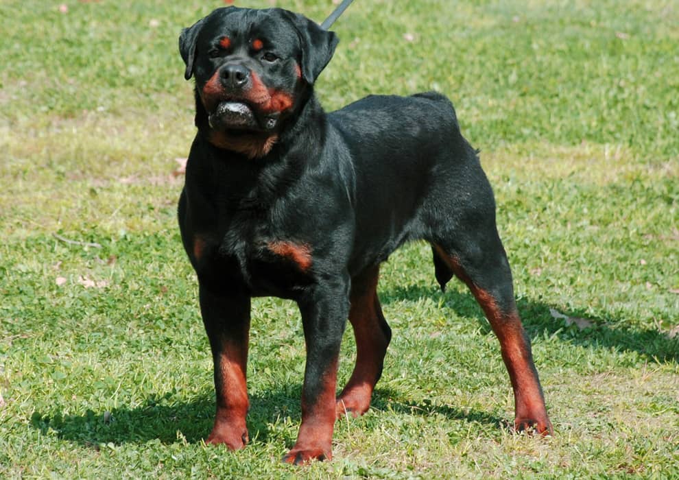 Estas son las razas de perro que ladrán más fuerte