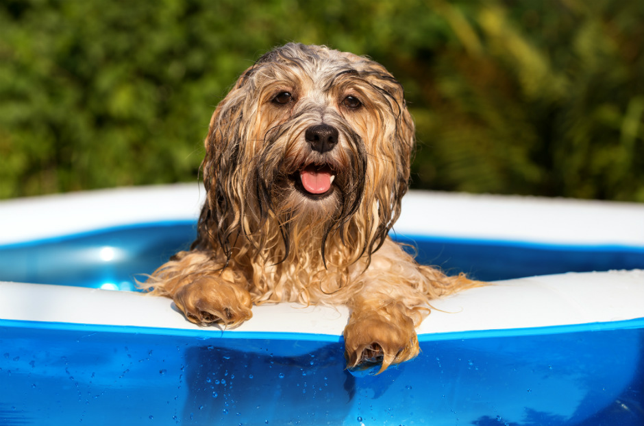 El verano casi está aquí ¿Cómo ayudar a tu perro? 