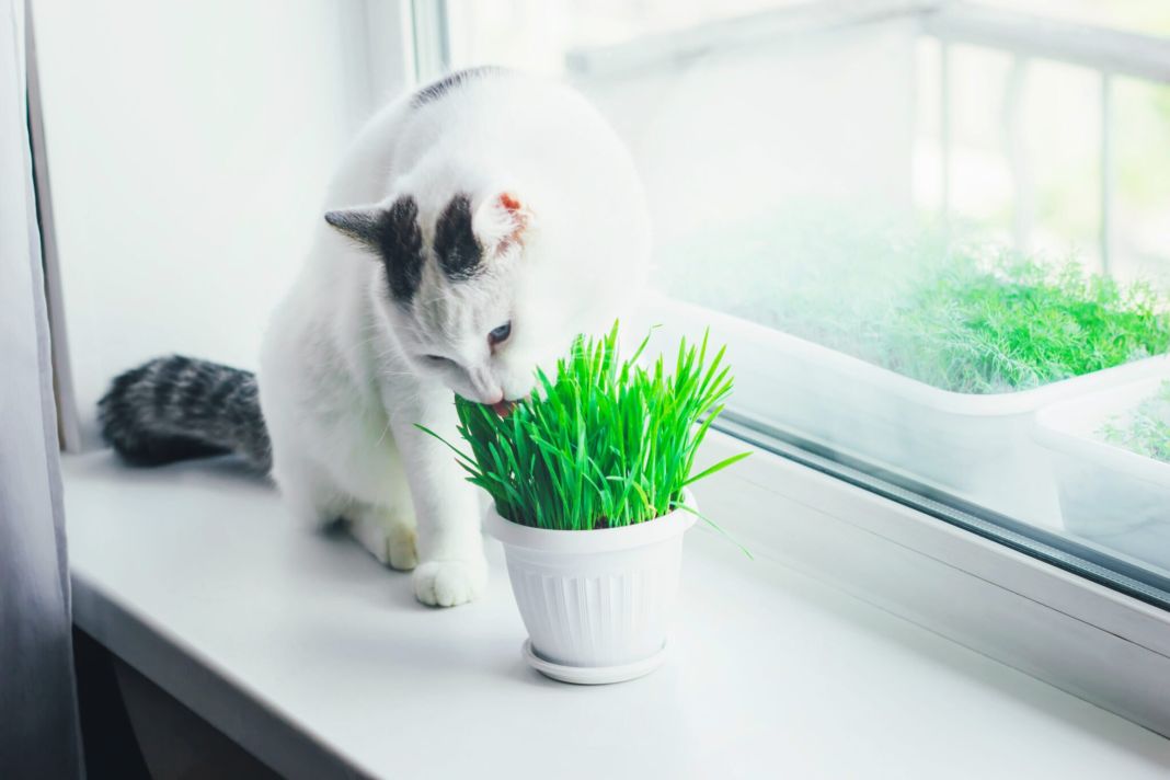 Gatos y plantas de interior: como mantener a salvo tus macetas 3 Vida.es ¿Cómo cuidar adecuadamente las plantas de interior?