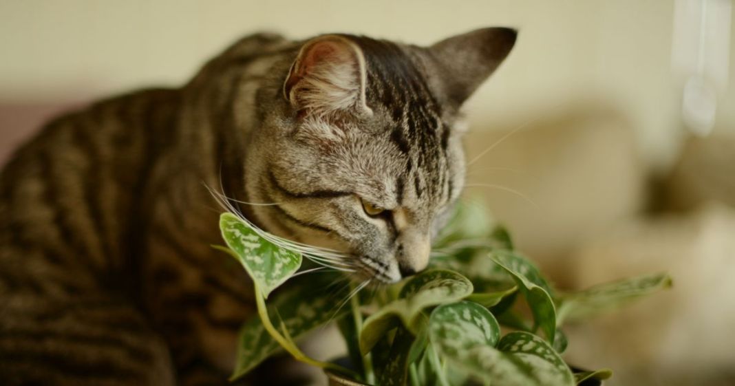 Gatos y plantas de interior: como mantener a salvo tus macetas 2 Vida.es ¿Cómo mantener a los gatos alejados de las plantas de interior?