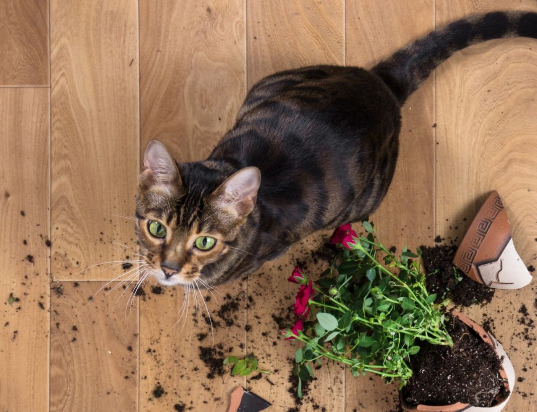 Gatos y plantas de interior: como mantener a salvo tus macetas 1 Vida.es ¿Cómo elegir las plantas de interior más seguras para los gatos?