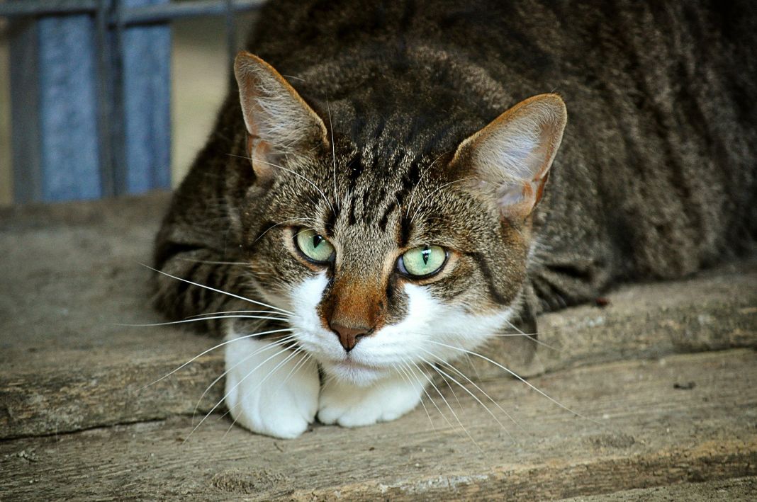 ¿Cómo se sabe si el gato tiene una bola de pelo?