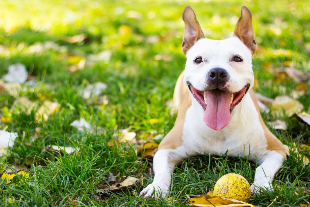 ¿Por qué los perros ladran?