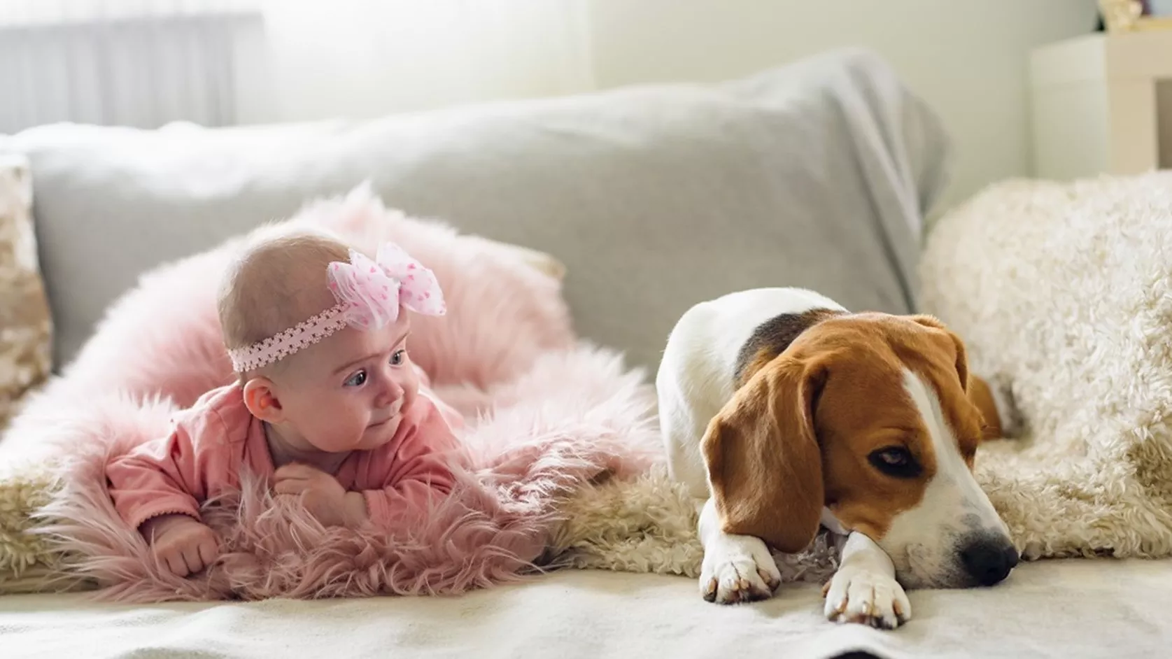 Ofrecer al perro alimentos y agua fresca