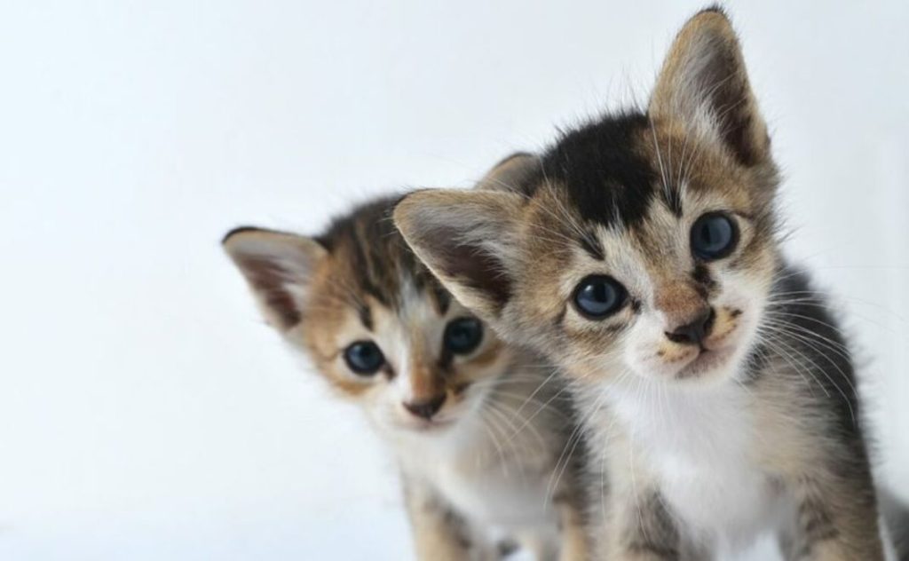 ¿Qué nombre de gato te gustaría?